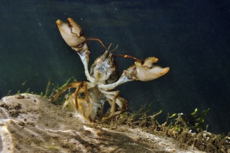 White-clawed crayfish