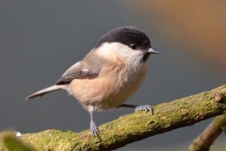 Willow tit