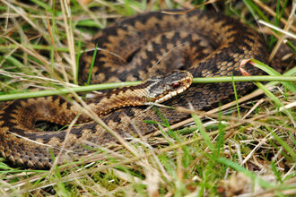 Adder
