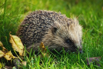 Hedgehog