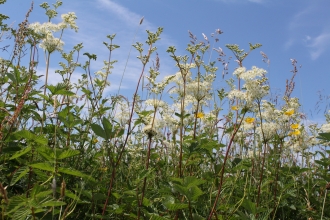 Spendluffe Meadows