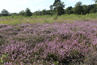 Scotton Common