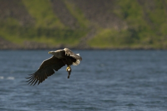 White-tailed eagle