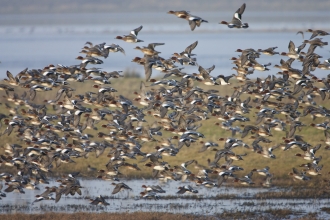 Wigeon