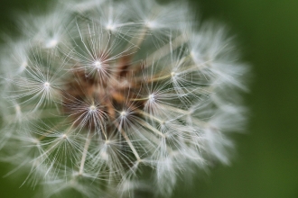 Dandelion