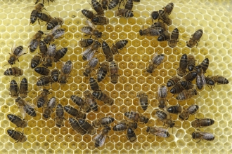 Honey bee