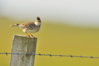 Skylark