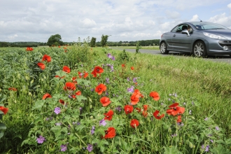 Verge wildflowers