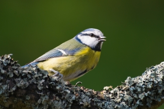 Blue tit