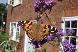 Wildlife Garden