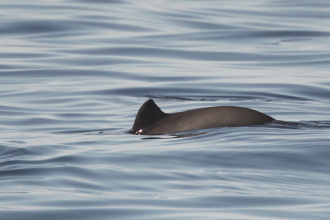 Harbour porpoise