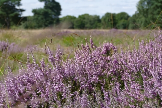 Linwood Warren