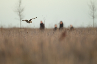 Short-eared owl