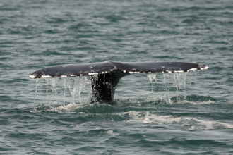 Whale breach