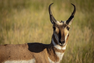 Antelope