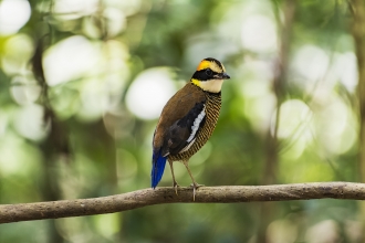 Malasian Bird
