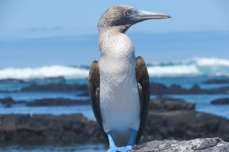 Galapagos Islands