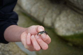 Crab