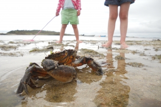 Crab