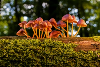 Fungi