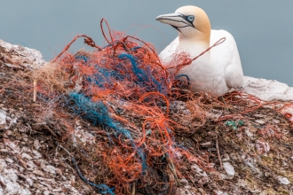 Plastic pollution