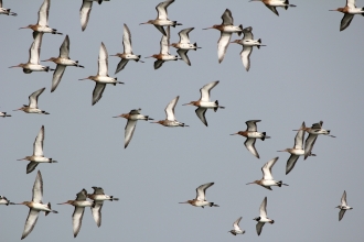 Black tailed godwit