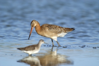 Black tailed godwit