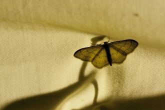 Moth night