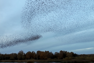 Starling murmuration at Whisby Nature Park