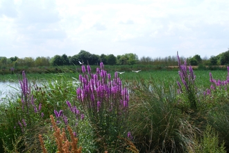 Willow Tree Fen