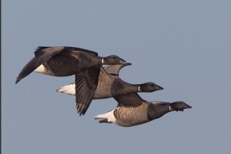 Brent geese