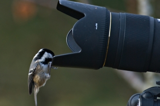 Coal tit on camera