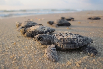 Sea turtle