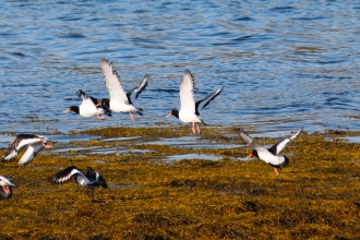 Oystercatcher