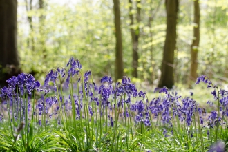 Bluebells