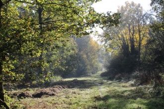 Swinn Wood