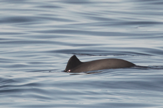 Harbour porpoise