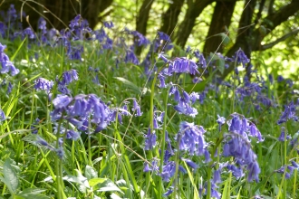 Goslings Wood Bluebells