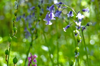 Swinn Wood