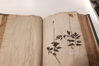 Historic herbarium