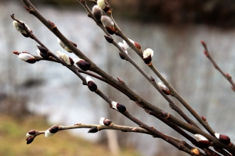 Winter twig
