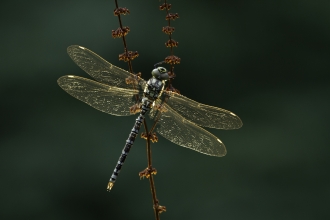 Dragonfly