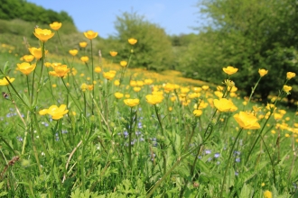 Buttercups