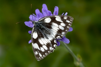 Marbled white butterfly
