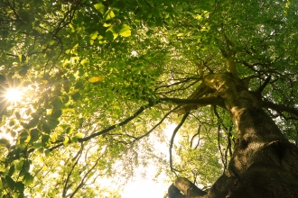 Forest bathing