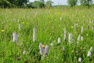 Willoughby Meadow