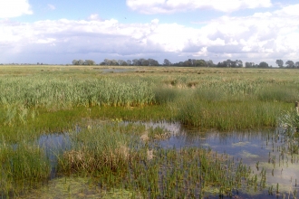 Willow Tree Fen