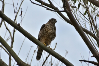 Juvenile goshawk