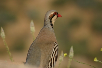 Partridge