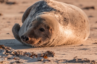 Grey seal